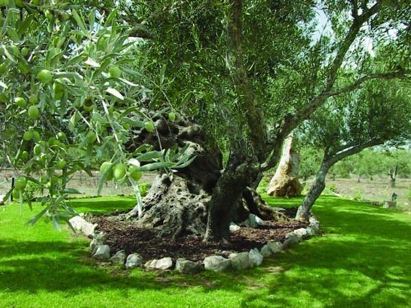 Quinta Dos Tesouros Villa São Brás de Alportel Dış mekan fotoğraf