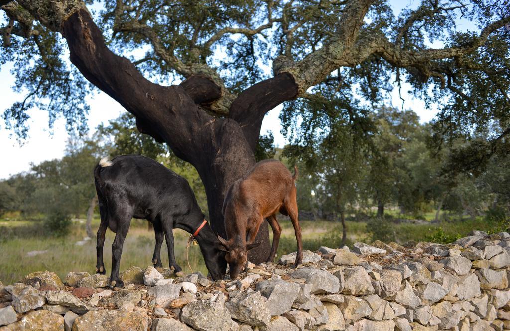 Quinta Dos Tesouros Villa São Brás de Alportel Dış mekan fotoğraf